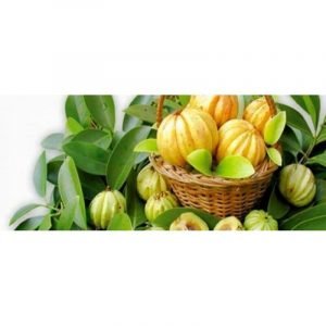 Garcinia cambogia / Goraka 30 Herbal Tea Bags - Image 4