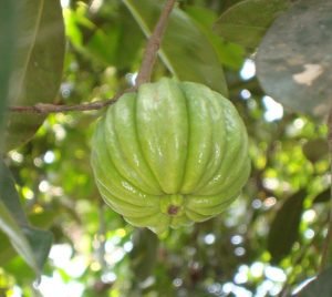 Garcinia cambogia / Goraka 30 Herbal Tea Bags - Image 3