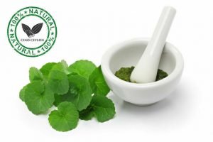100% Pure Gotu Kola Infusion Tea: 30 Bags of Centella Asiatica - Image 2