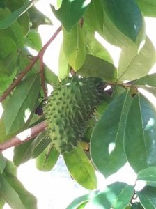 100% Pure Soursop/Graviola/Guanabana Herbal Tea Leaf with 30 Bags (Annona muricata) - Image 2